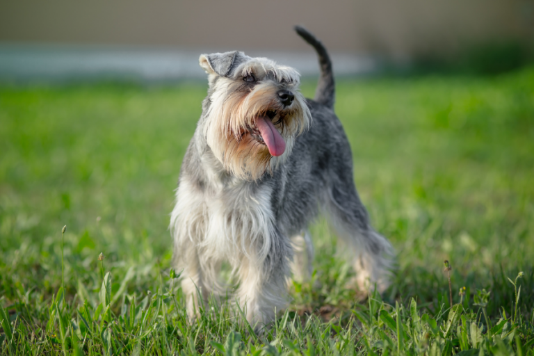 10 Smartest Small Dog Breeds That Are Easiest To Train Small Dog