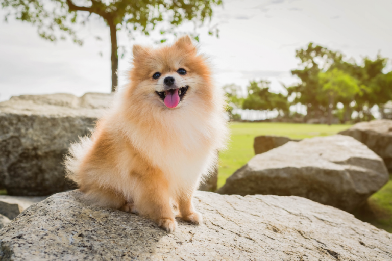 10 Smartest Small Dog Breeds That Are Easiest To Train Small Dog