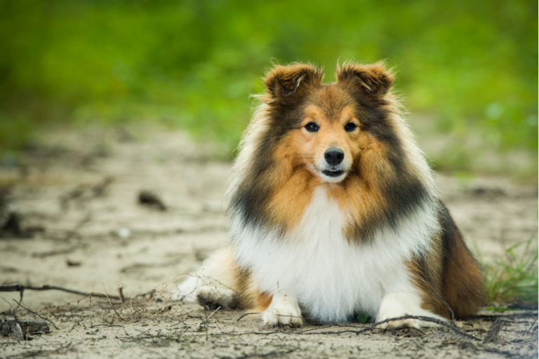10 Smartest Small Dog Breeds That Are Easiest To Train Small Dog