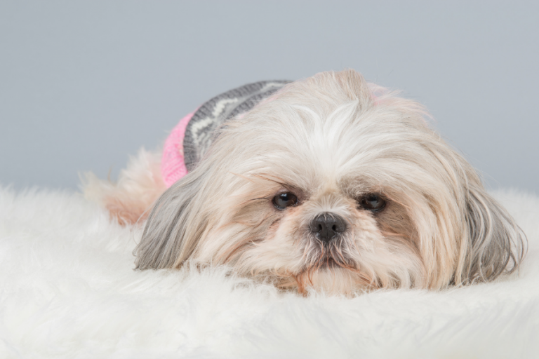 8 Small and Calm Lazy Dog Breeds Little Dogs With Low Energy Small