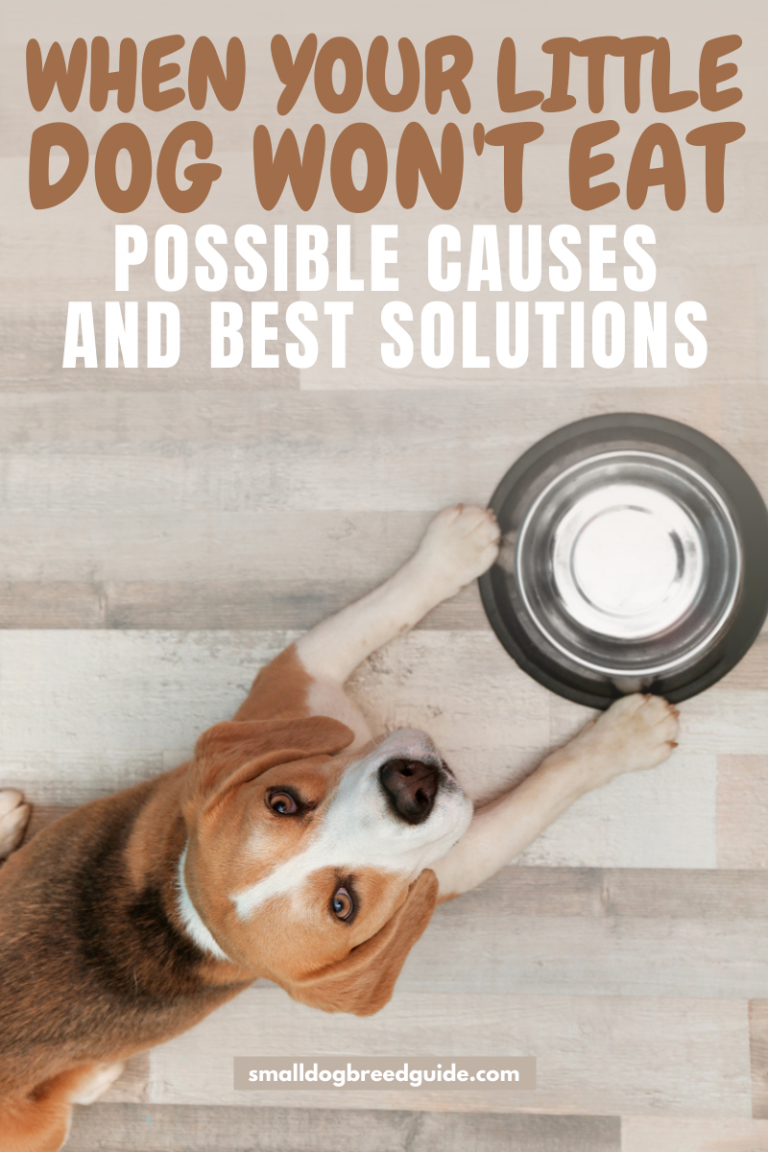 Small Dog Won't Eat Possible Causes And Best Solutions Small Dog