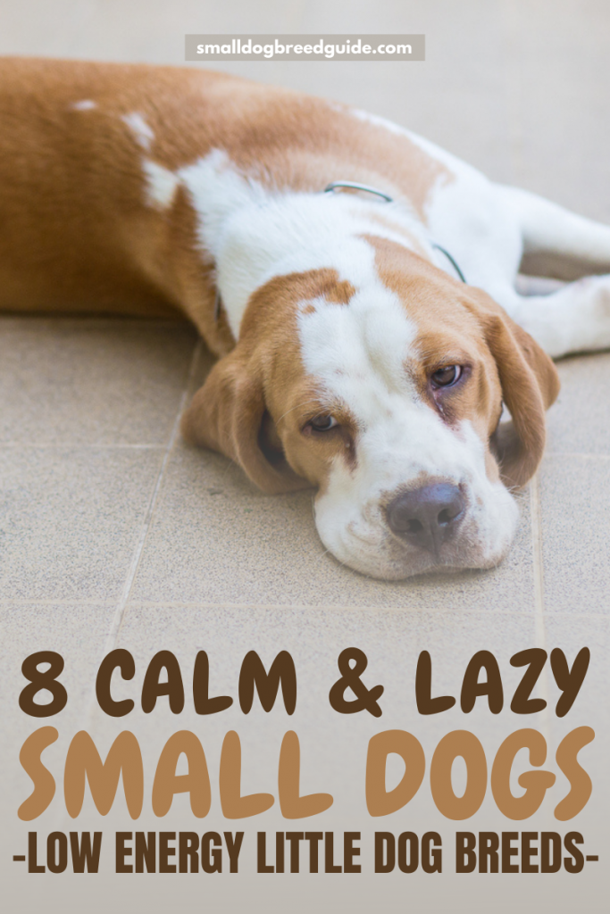 8 Small and Calm Lazy Dog Breeds Little Dogs With Low Energy Small